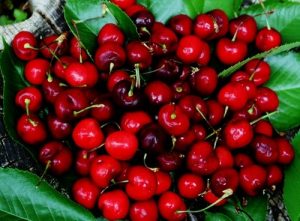 ky-thuat-trong-cay-cherry3